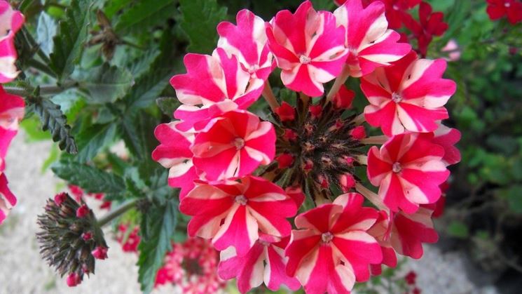 verbena variegata