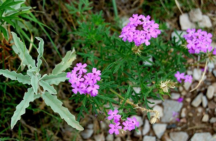 Pianta di verbena in giardino