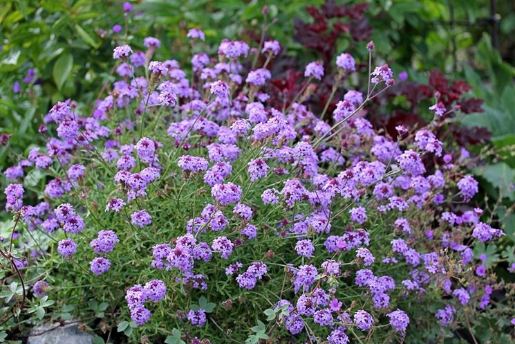 verbena lilacina