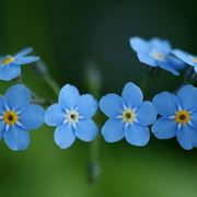 Fiori: non ti scordar di me