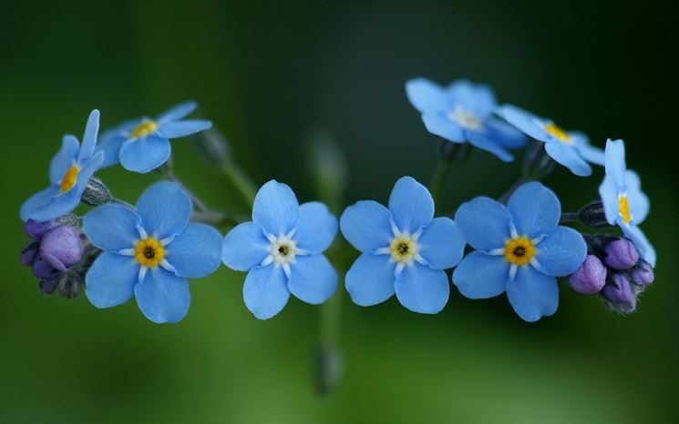 Fiori: non ti scordar di me