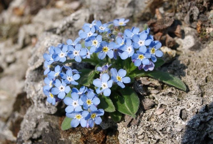 Non Ti Scordar Di Me Fiori Myosotis