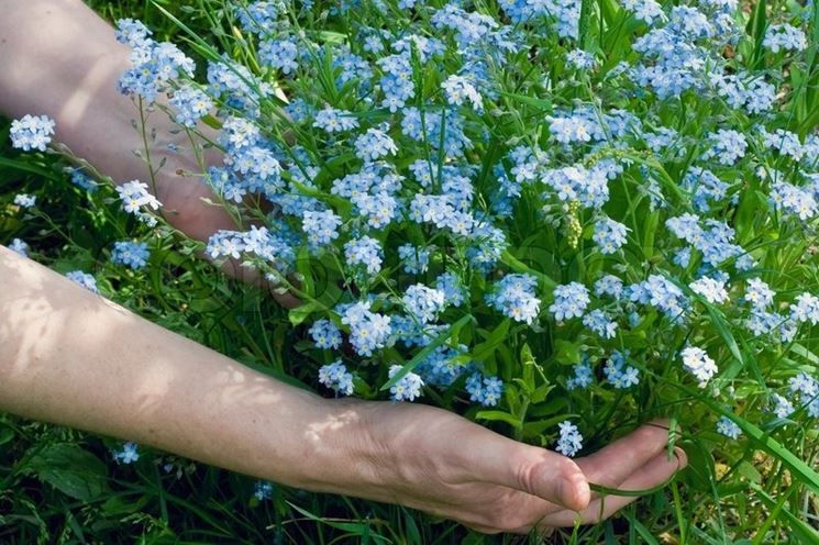 Fiori e giardinaggio