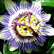 Passiflora Fiore della passione