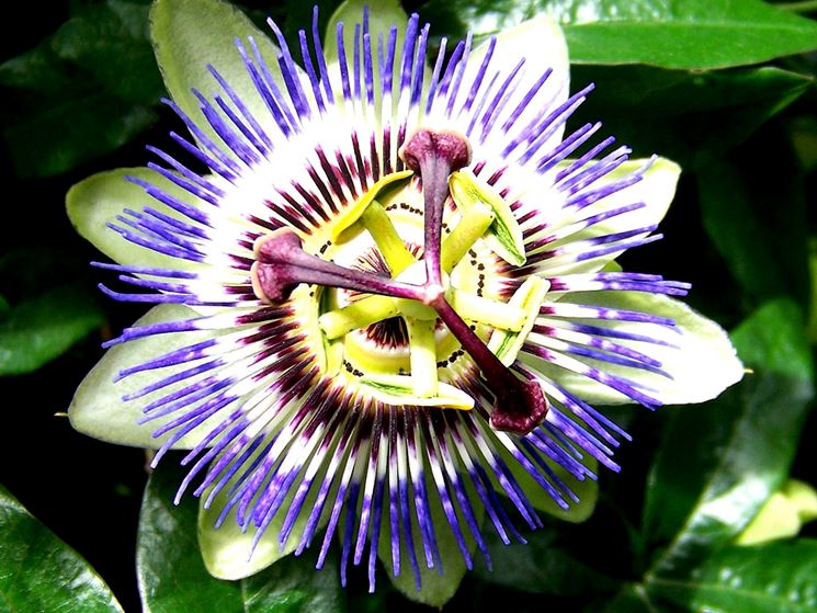 Passiflora Fiore della passione