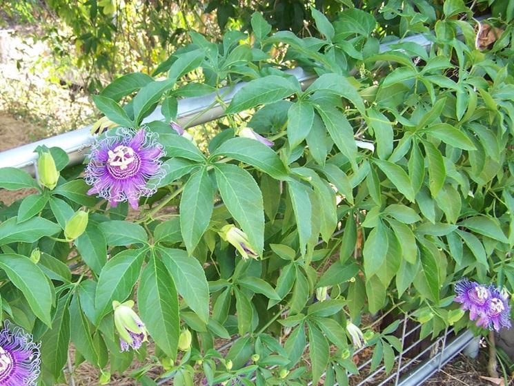 Siepe di Passiflora