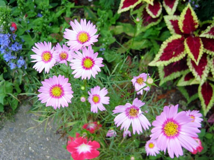 Variet di piante da giardino fiorite