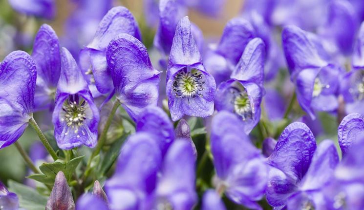 Aconito dai fiori blu