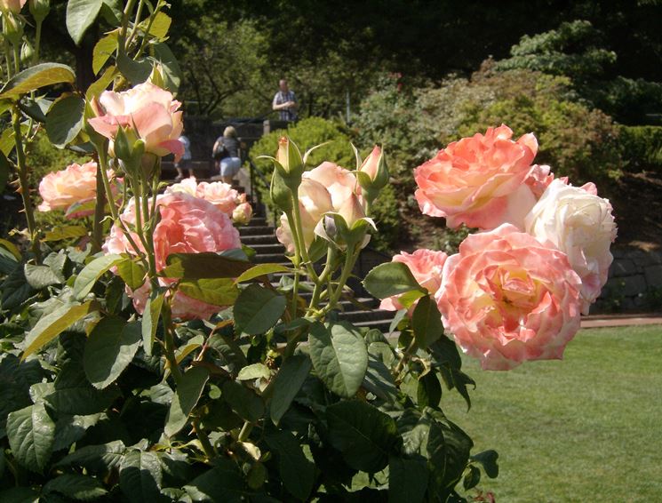 rose da giardino