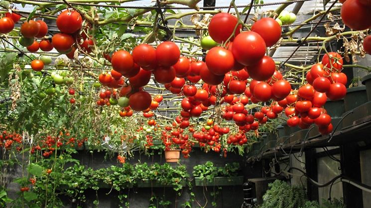 Coltivazione idroponica di pomodori