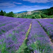 Suggestivo campo di lavanda