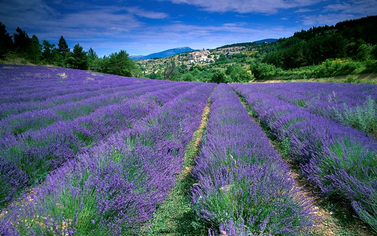 Coltivazione Lavanda Giardino Come Coltivare La Lavanda