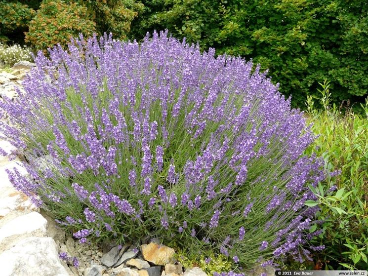 Lavandula Angustifolia