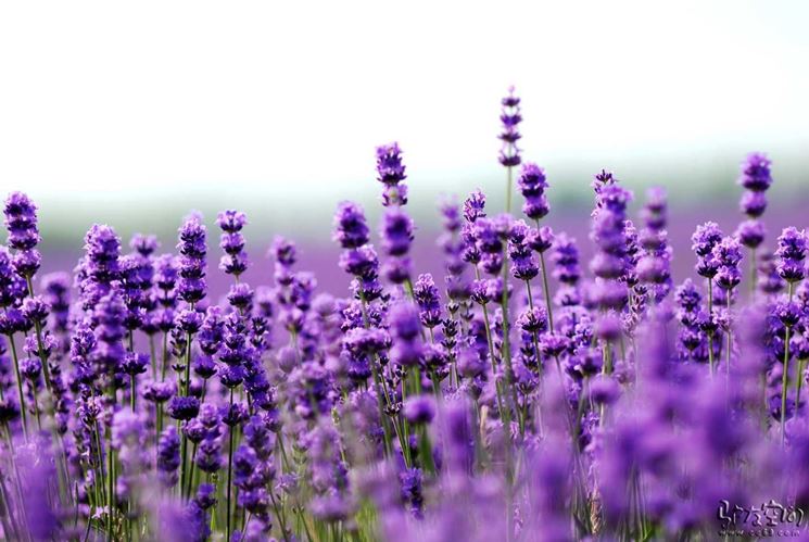 fiori di lavanda