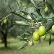 Olive verdi pronte per la raccolta