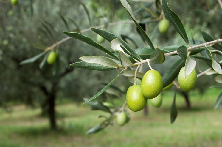 Olive verdi pronte per la raccolta