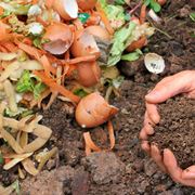 Il compost durante la sua formazione