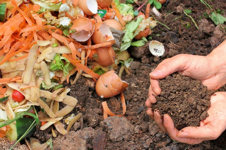 Il compost durante la sua formazione