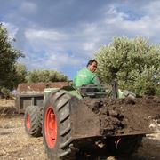 Preparazione del terreno per concimazione olivo
