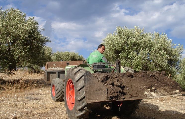 Preparazione del terreno per concimazione olivo