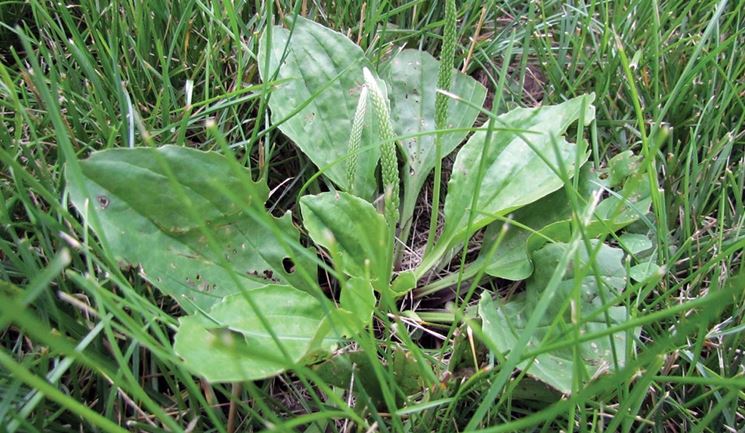 Diserbante selettivo - Giardino - come usare il diserbante selettivo