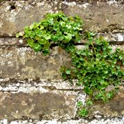 Erbacce negli anfratti di un muro