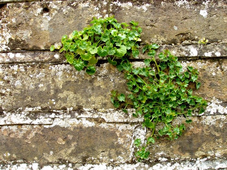 Erbacce negli anfratti di un muro