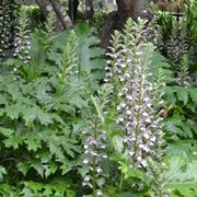 Fiori da giardino perenni: Acanthus