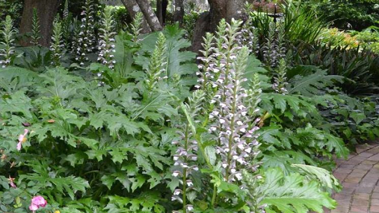 Fiori da giardino perenni: Acanthus