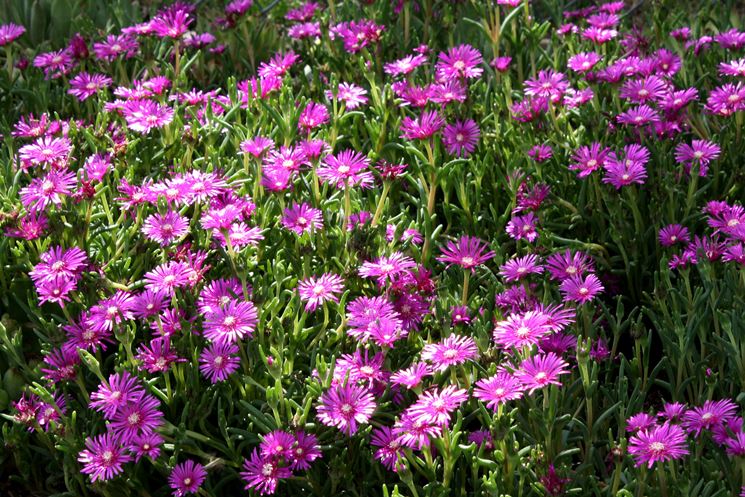 Delosperma esempio di fiore perenne