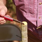 Preparazione di una pianta per l'innesto