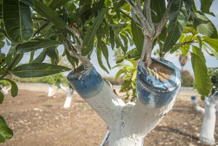 Pianta di mango con innesto