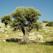 L'albero di olivo nel verde