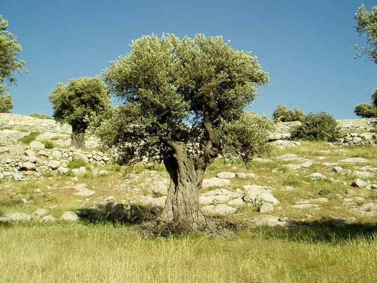 L'albero di olivo nel verde