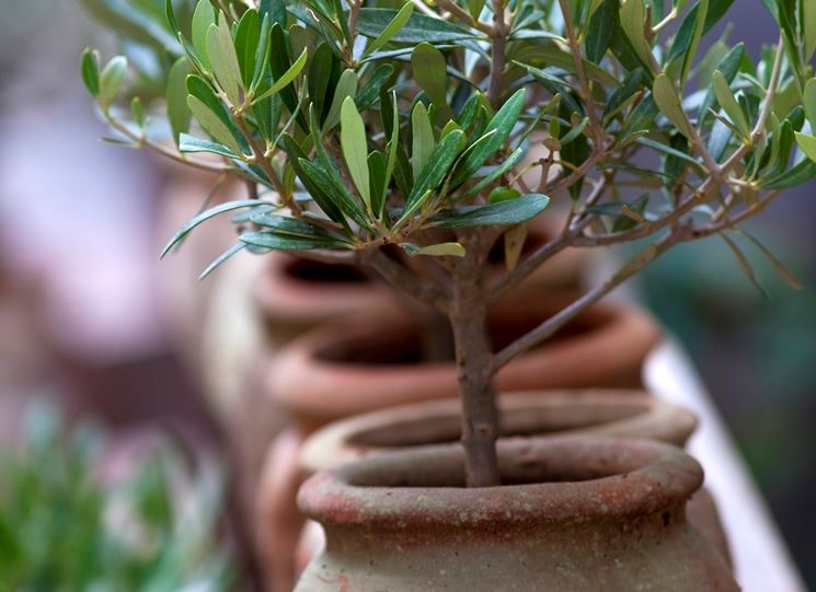 L'olivo sistemato nel vaso