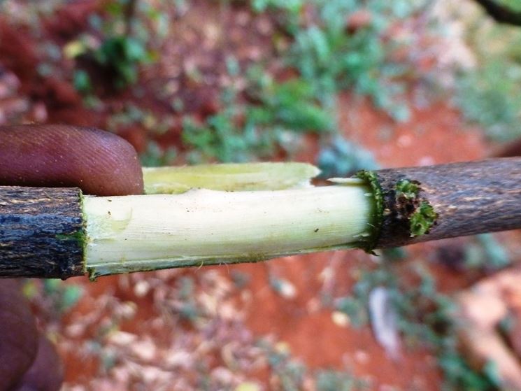 Sollevamento dell'anello di corteccia