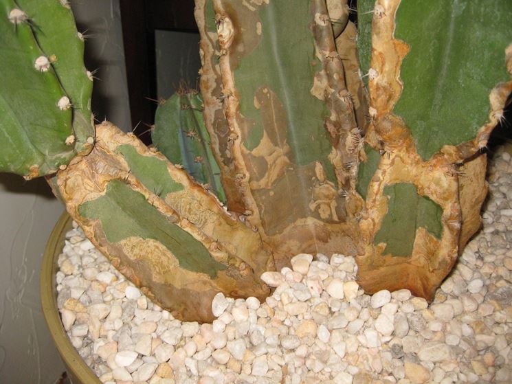 Danni del gelo su un cactus