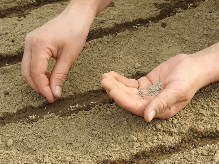 Semina in piena terra