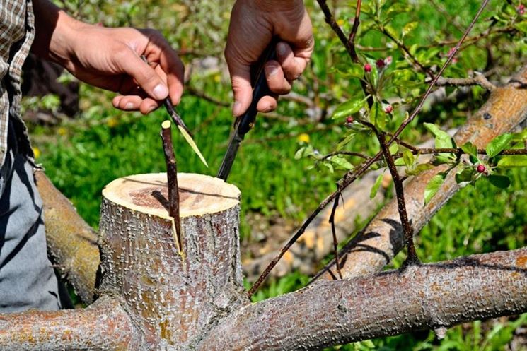 Esecuzione di un innesto a corona