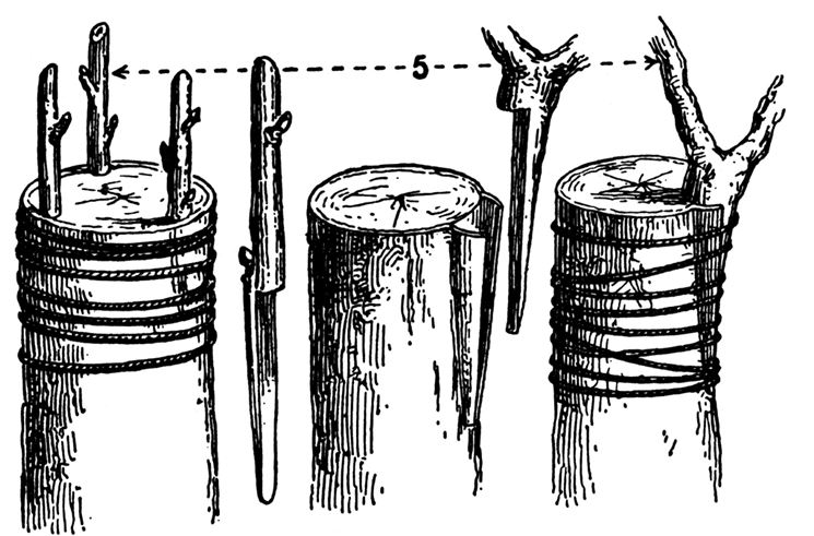 Disegno di innesto a corona