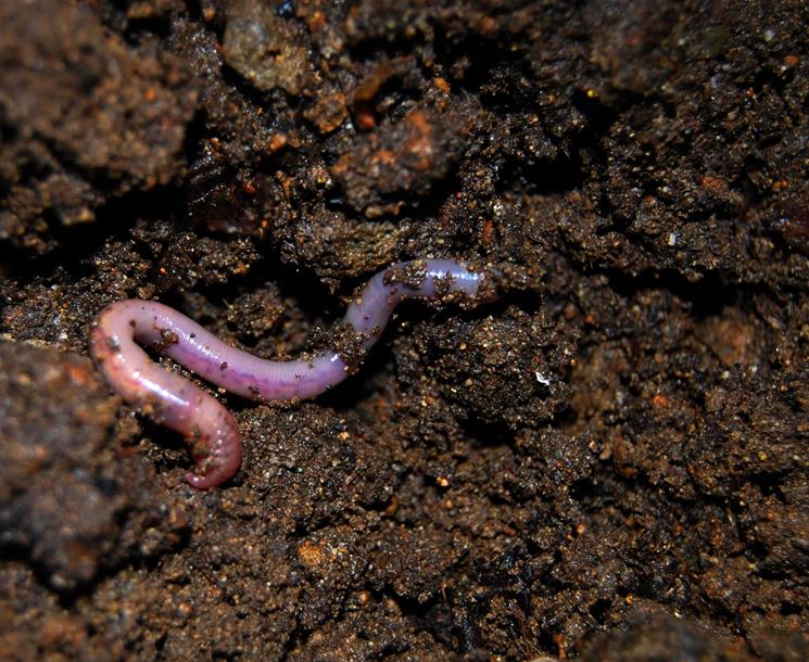 Il lombrico: una risorsa preziosa