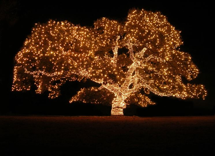 Un albero completamente illuminato