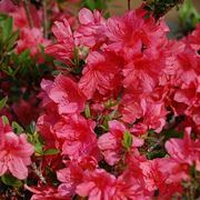 Fiori di azalea rosa