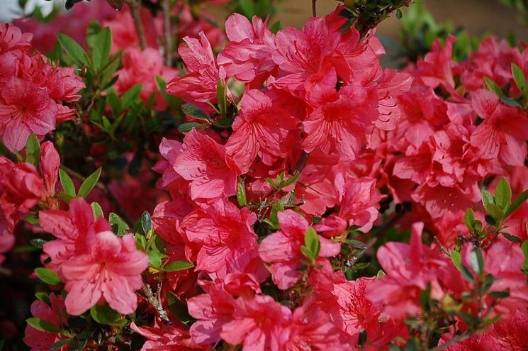 Fiori di azalea rosa