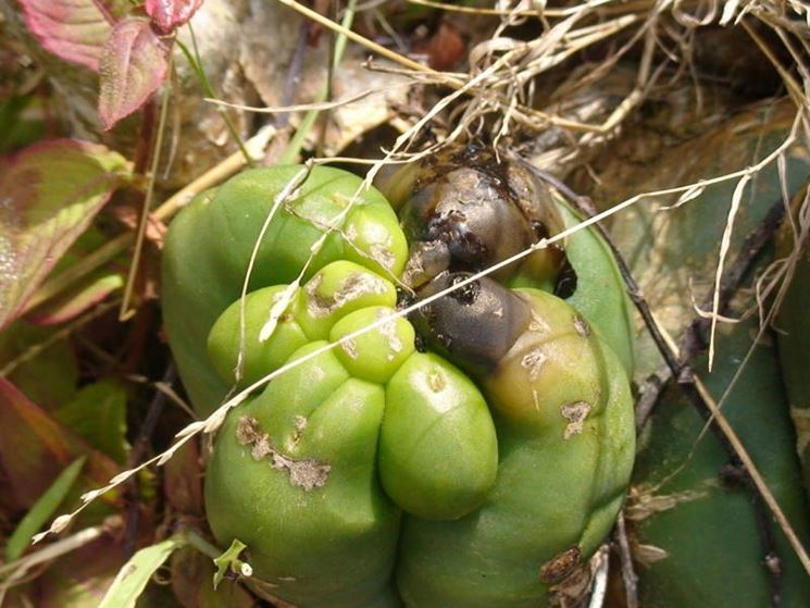 Malattia dei cactus