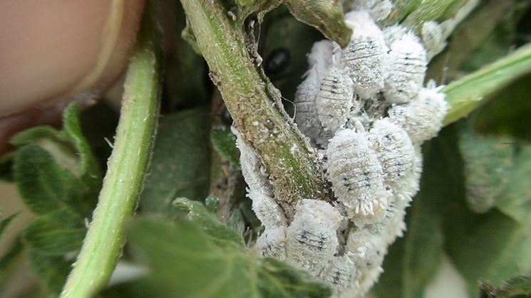 Cocciniglia su ramo