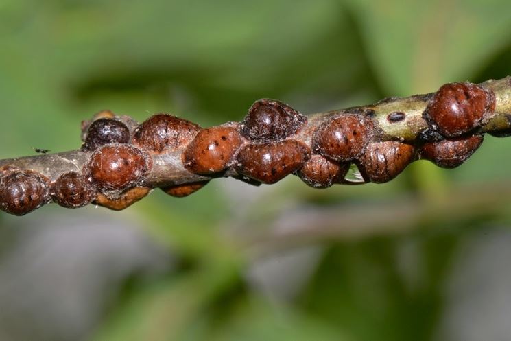 Cocciniglia mezzo grano di pepe