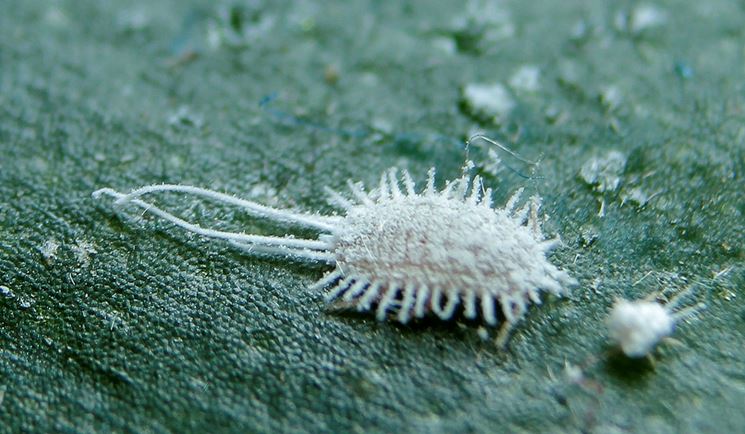 cocciniglia farinosa