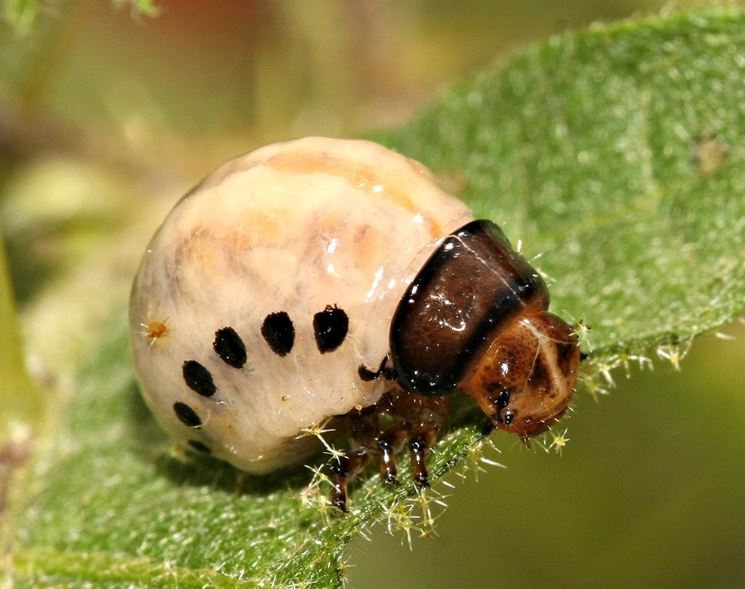 Larva di dorifora