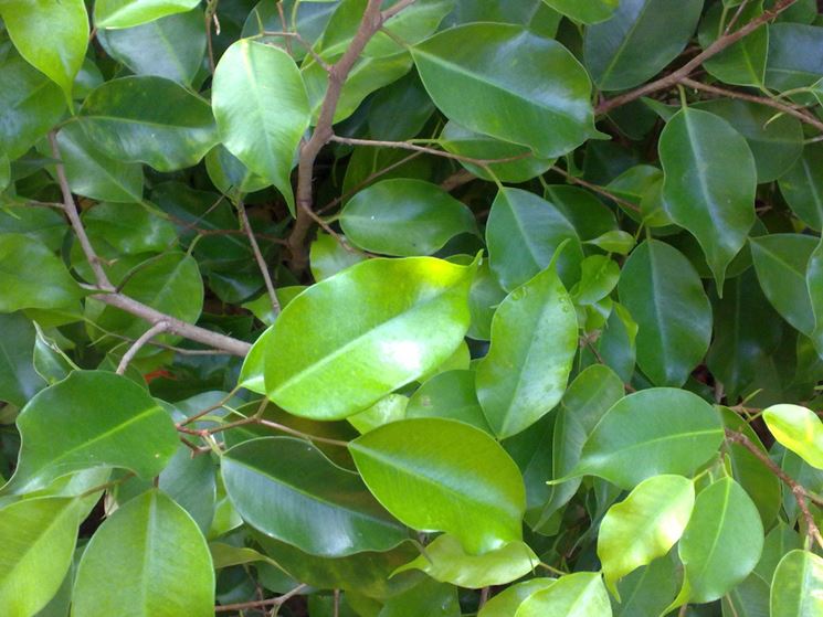 Ficus benjamin foglie ingiallite